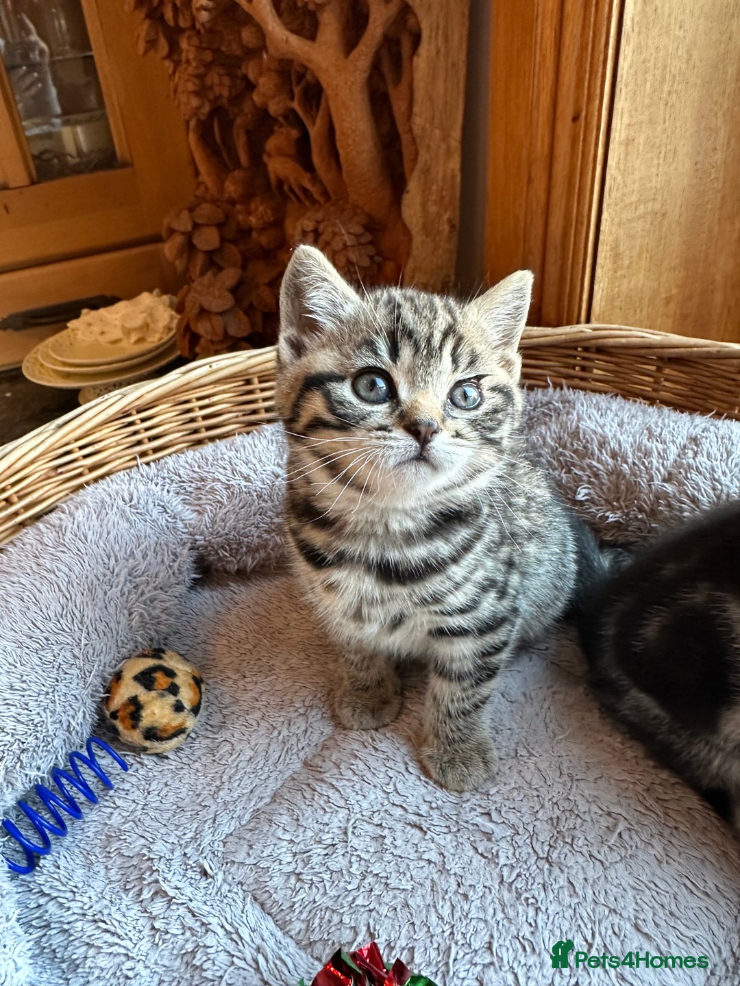 British Shorthair cats for sale: Pedigree Black Silver Tabby kittens  - Advert 13
