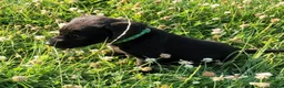 Labrador Retriever dogs for sale: KC Reg Black Labrador Puppies – Ready soon!! - Advert 4