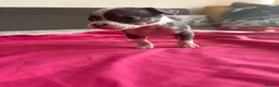 American Bully dogs for sale: Stunning American bully puppies for sale  - Advert 6