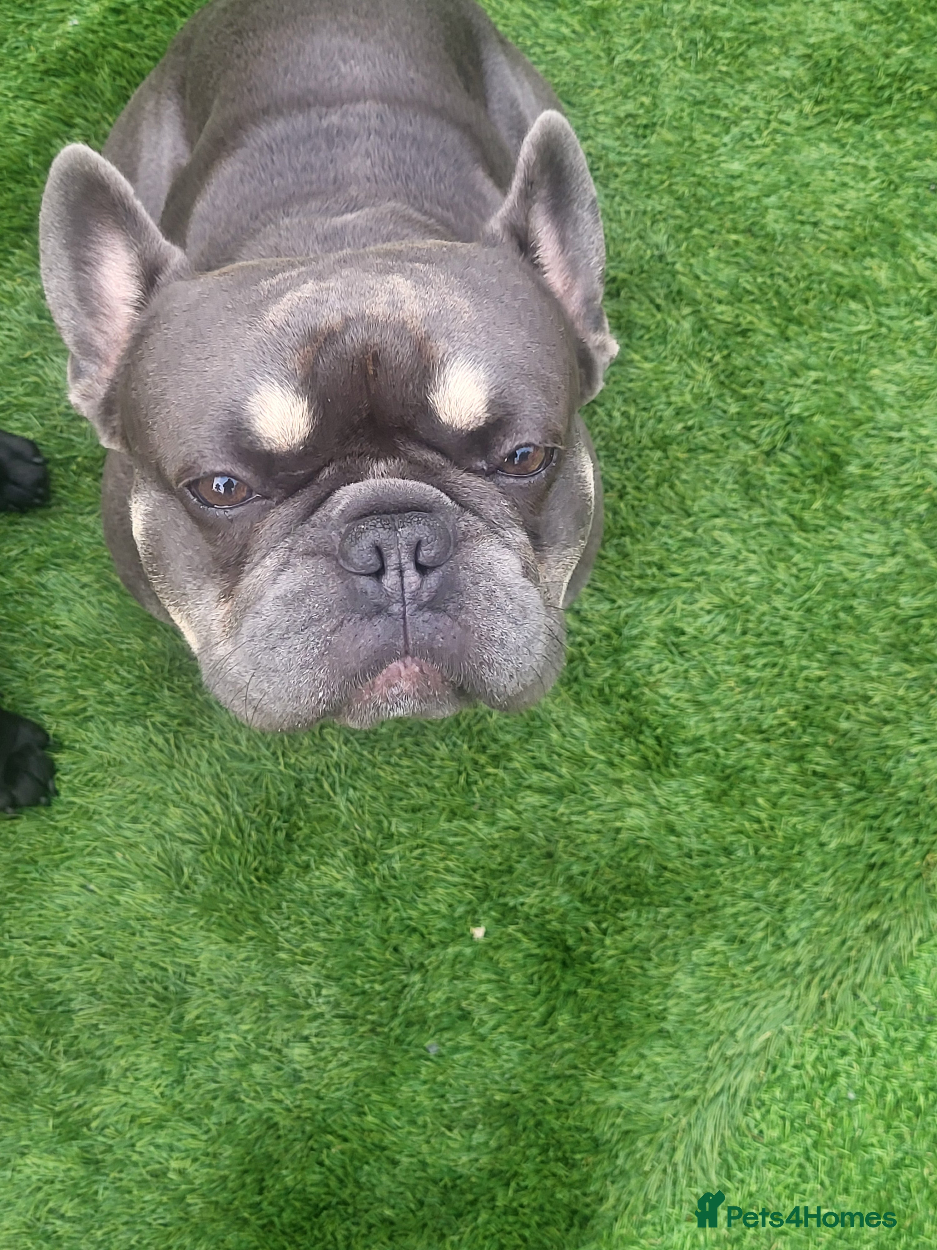 French Bulldog dogs Dogs name Zeus in a good healthy all vaccination  - Advert 6