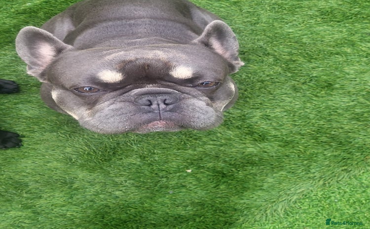 French Bulldog dogs Dogs name Zeus in a good healthy all vaccination  - Advert 1