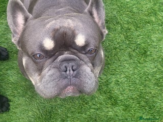 French Bulldog dogs Dogs name Zeus in a good healthy all vaccination - Advert 2