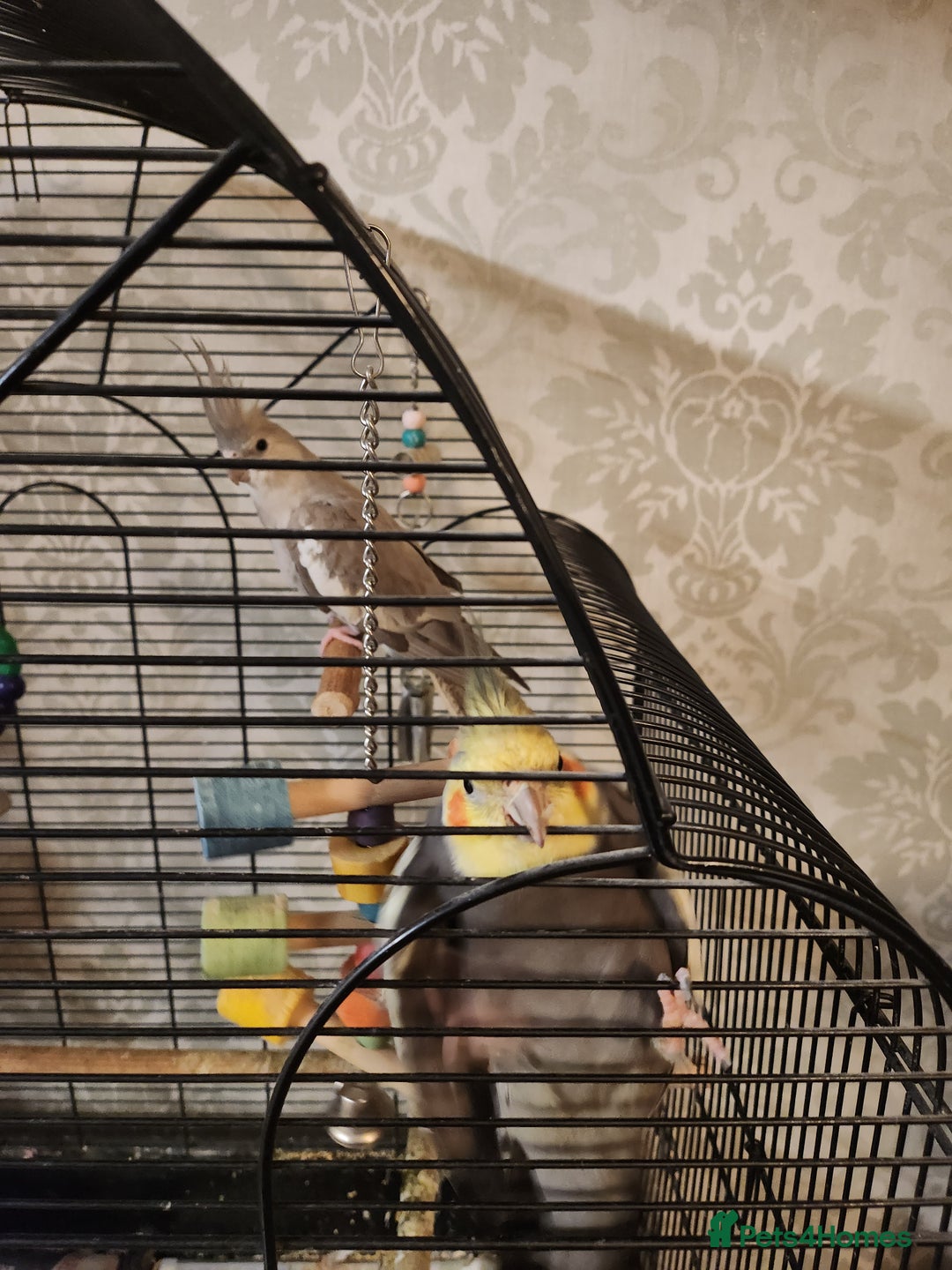 Cockatiels birds for sale: Breeding pair of cockatiels  - Advert 4