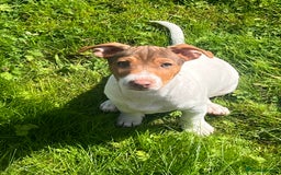 Jack Russell dogs for sale: Jackrussell pup  - Image 2