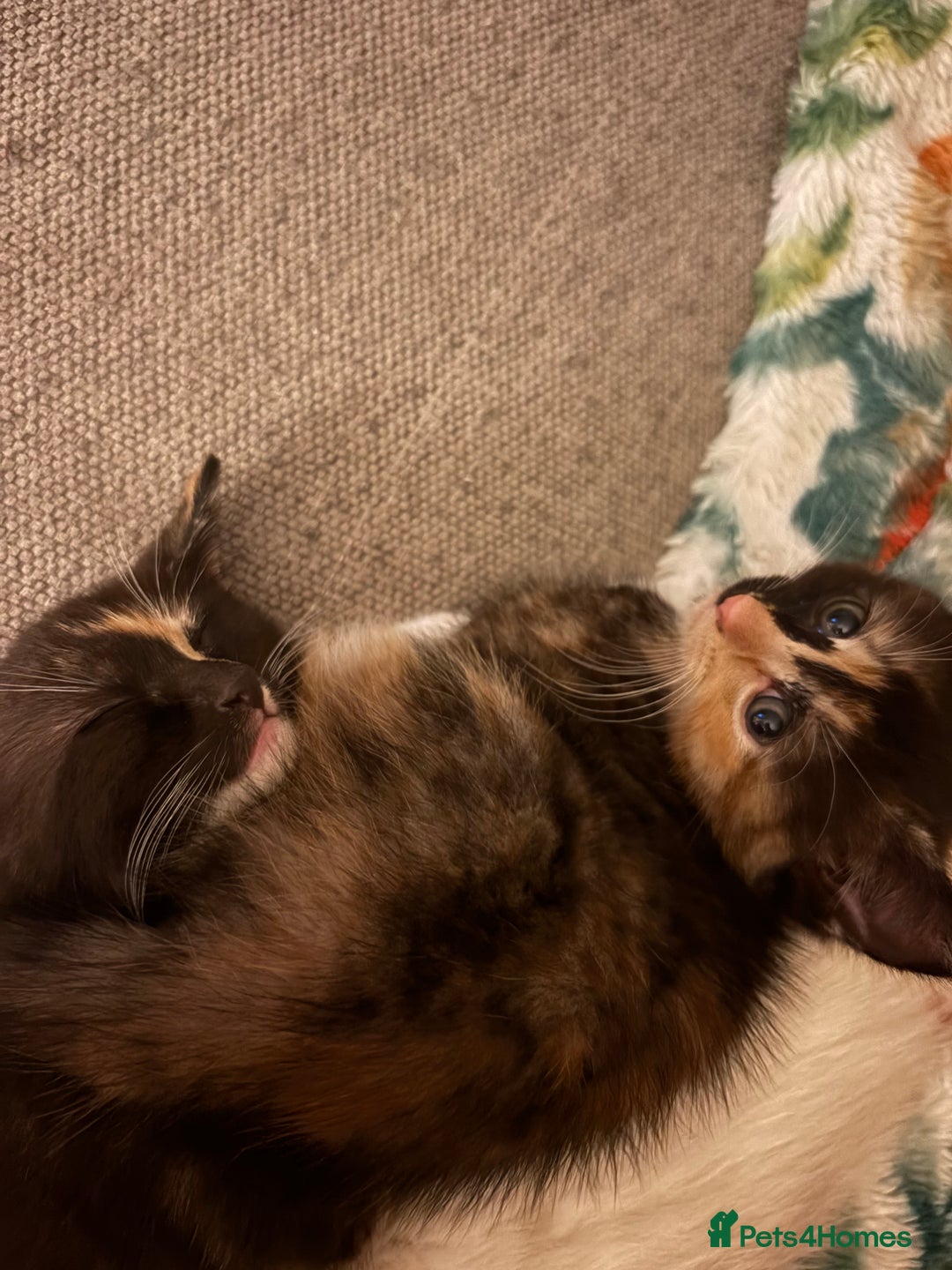 RagaMuffin cats for sale: Beautiful Ragamuffin Kittens Ready December 24th   - Advert 6