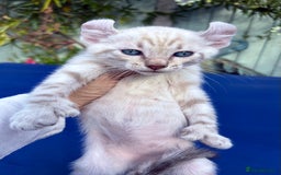 Bengal cats for sale: Gob smacking rare kittens  - Image 18