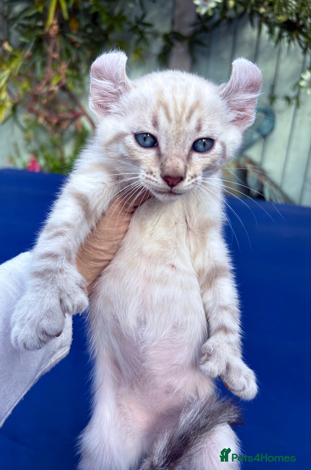 Bengal cats for sale: Gob smacking rare kittens  - Image 18