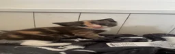 Mixed Breed cats for sale: Kittens  - Advert 8