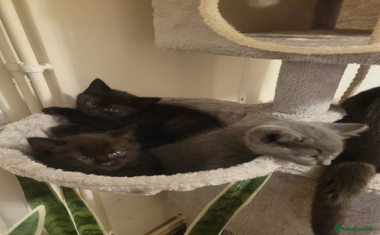 British Shorthair cats - Advert 10