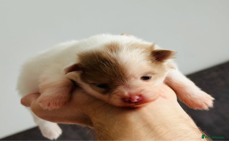 Pomeranian dogs - Advert 1