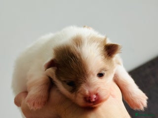 Pomeranian dogs - Advert 1