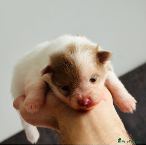 Pomeranian dogs - Advert 1