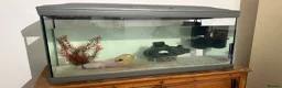 Axolotl reptiles for sale: FEMALE 2 YEARS OLD AXOLOTL COMPLETE TANK SET UP in Knutsford - Advert 6