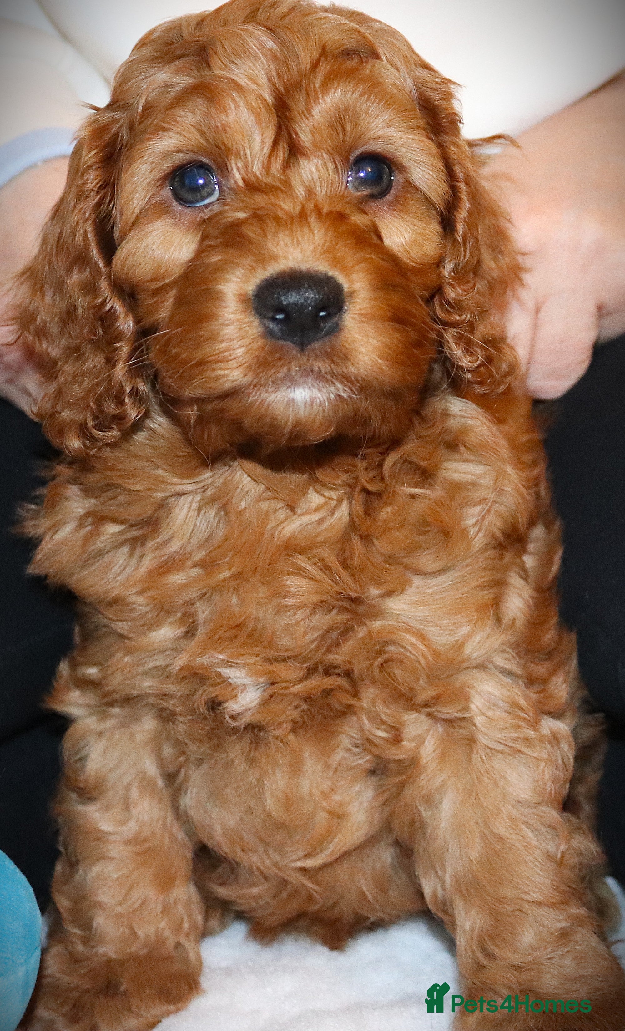 Cockapoo dogs Welcome to Cotswold Cavapoos and Cockapoos - Advert 17