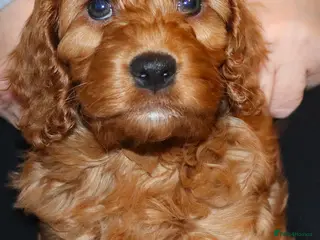 Cockapoo dogs Welcome to Cotswold Cavapoos and Cockapoos - Advert 17