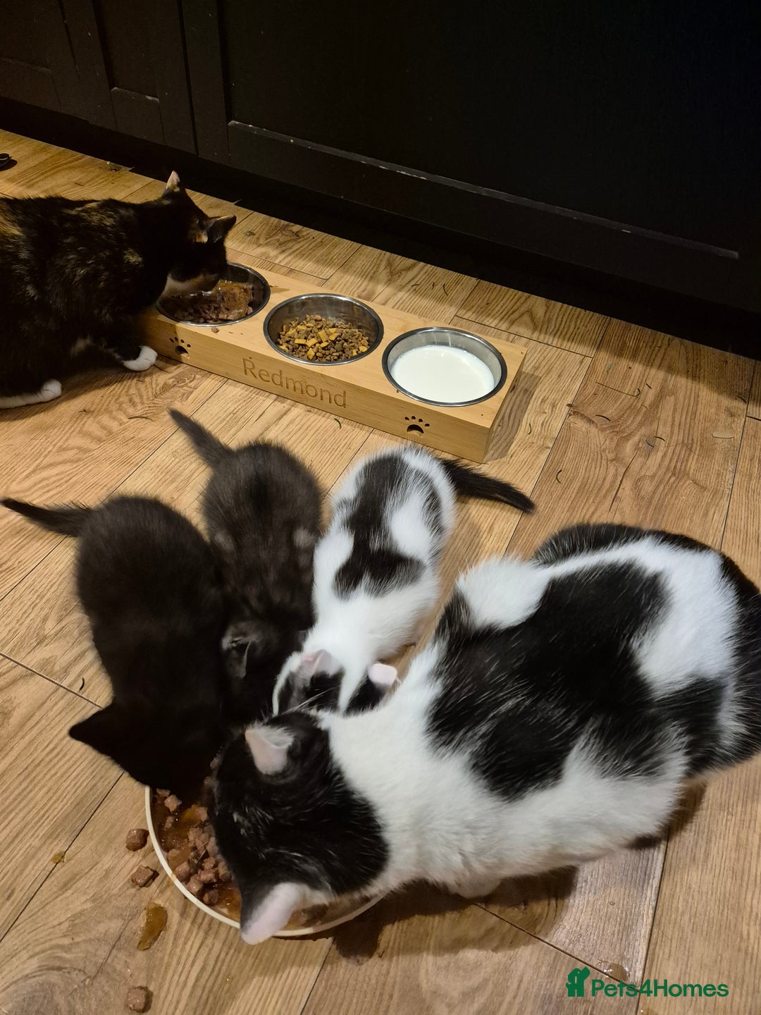 Mixed Breed cats for sale: 9 week old kittens both boys. Black & white/black - Advert 5