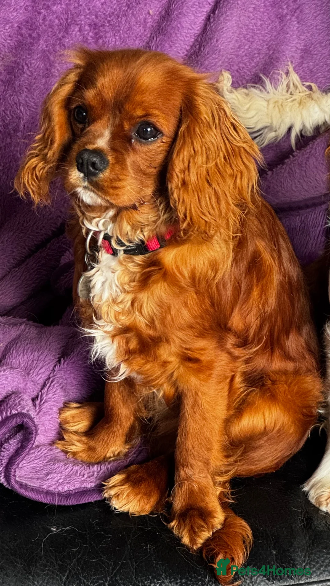 Cavalier King Charles Spaniel dogs for sale: KC Reg 8 month old trained boys - Advert 2