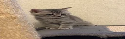 British Shorthair cats for sale: 🐾 Adorable British and Scottish fold for sales🐾 - Advert 10