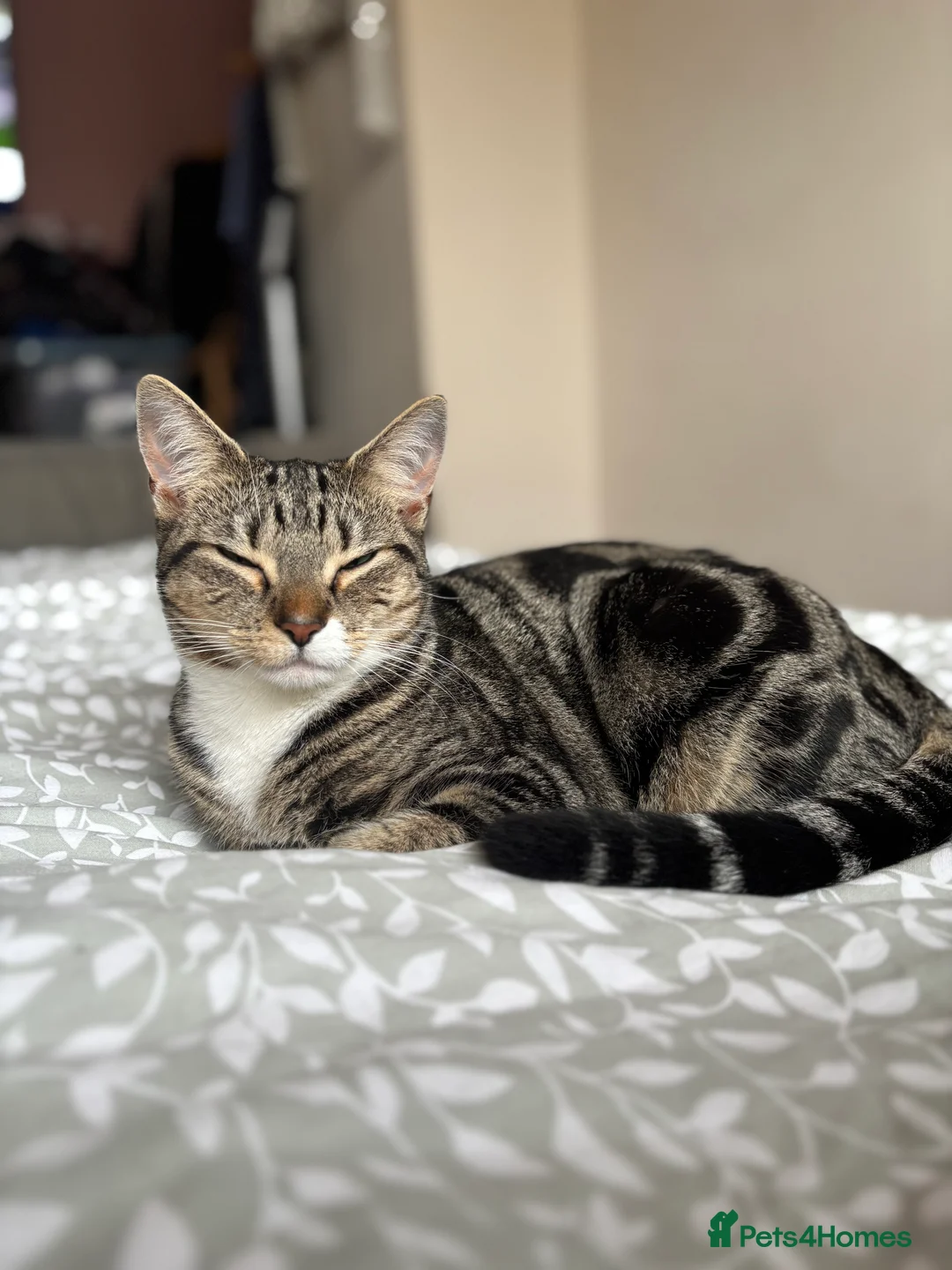 Mixed Breed cats for sale: Mabel is looking for a loving home  - Advert 4