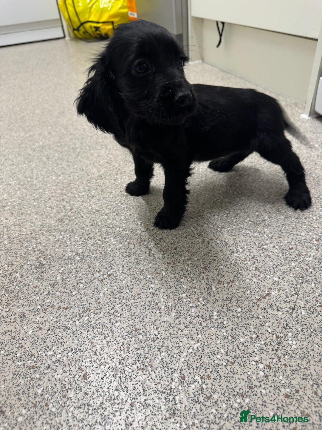Cocker Spaniel dogs for sale: Show type cocker spaniel puppies  - Image 9