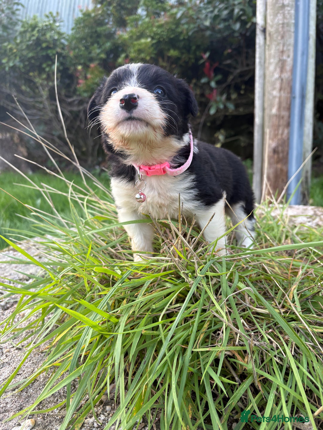 Bearded Collie dogs for sale: 🚨3/4 BEAUTIFUL BEARDIE PUPPIES 🚨 - Image 7