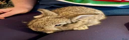 Continental Giant rabbits for sale: 🐰 Beautiful Pure-Bred Continental Giant Rabbits - Advert 3
