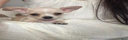 Chihuahua dogs for sale: Gorgeous Chihuahua Puppies  - Advert 4