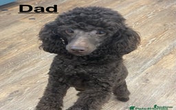 Poochon dogs for sale: Poochon puppies  - Image 14