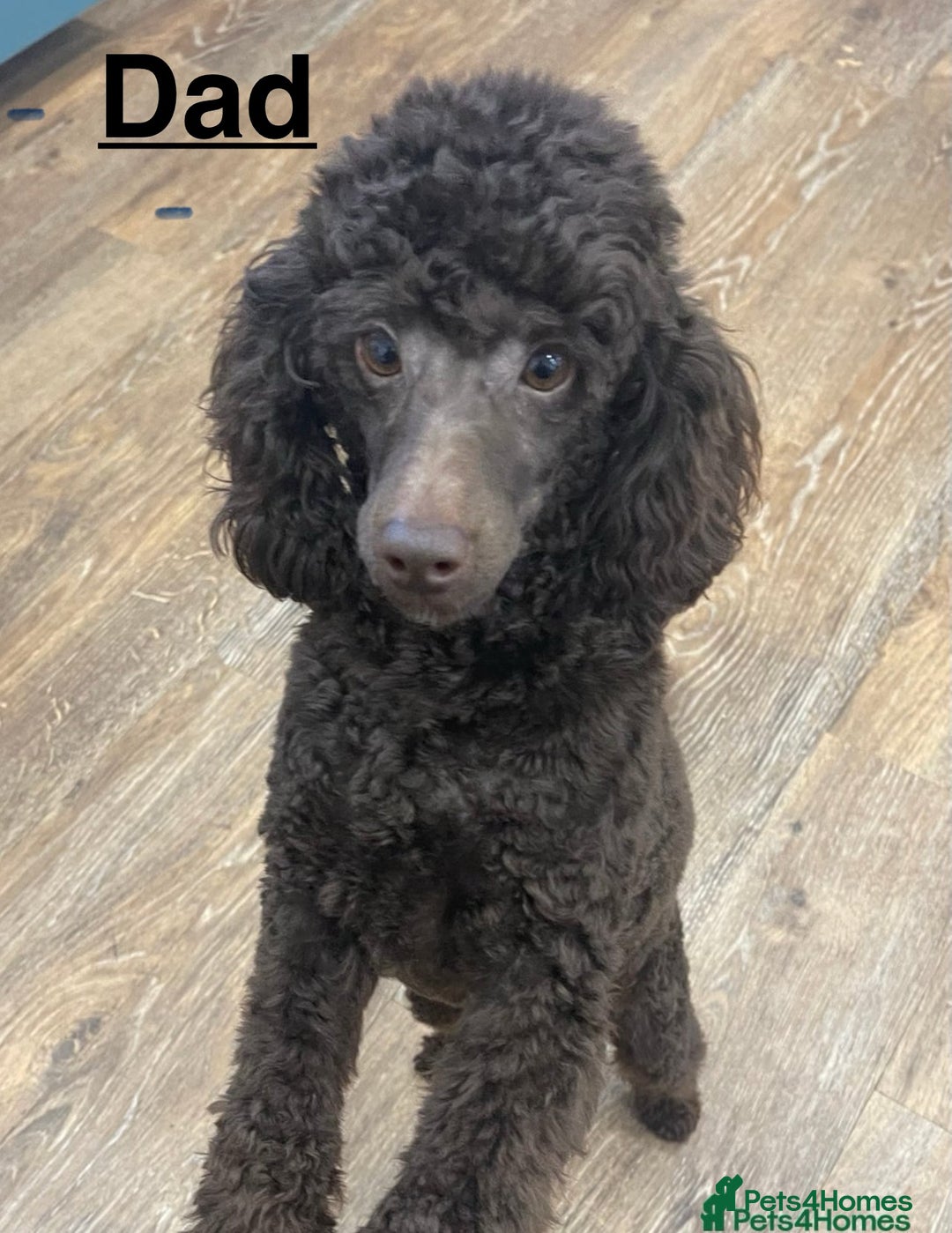 Poochon dogs for sale: Poochon puppies  - Image 14
