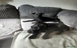 Patterdale Terrier dogs for sale: 19 week old patterdale - Image 7