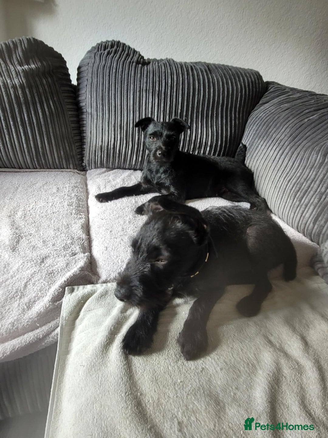 Patterdale Terrier dogs for sale: 19 week old patterdale - Image 7
