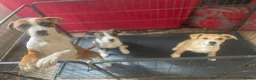 Mixed Breed dogs for sale: Just 2 BOY Pups Left! 💕🎀 - Advert 9