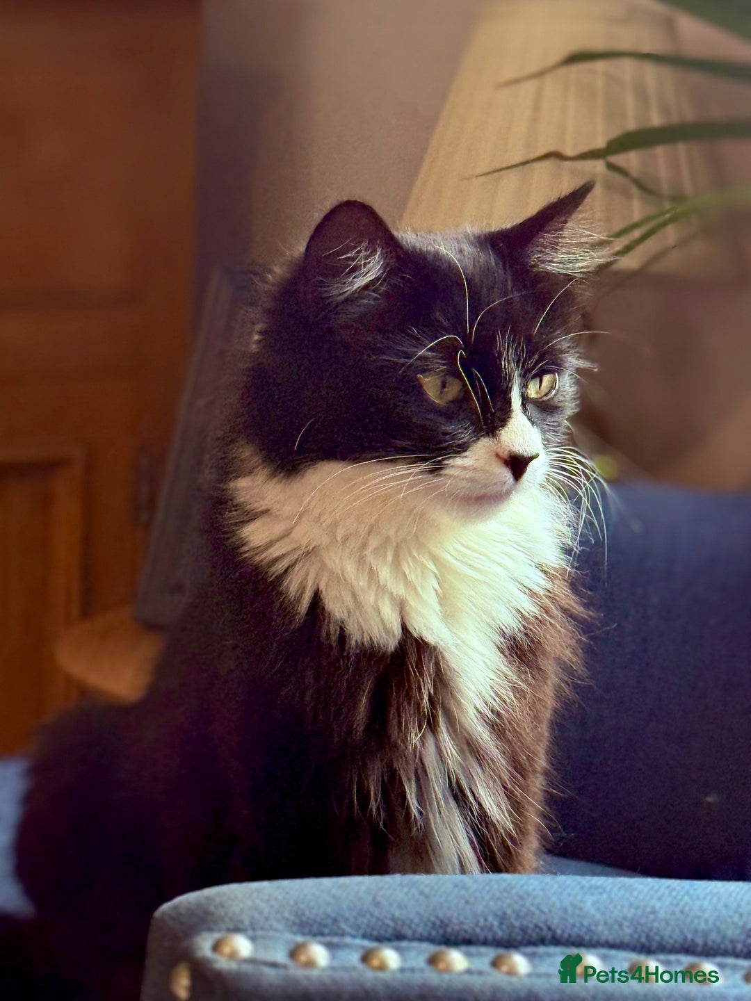 British Longhair cats for sale: 5 Beautiful Kittens  - Advert 1