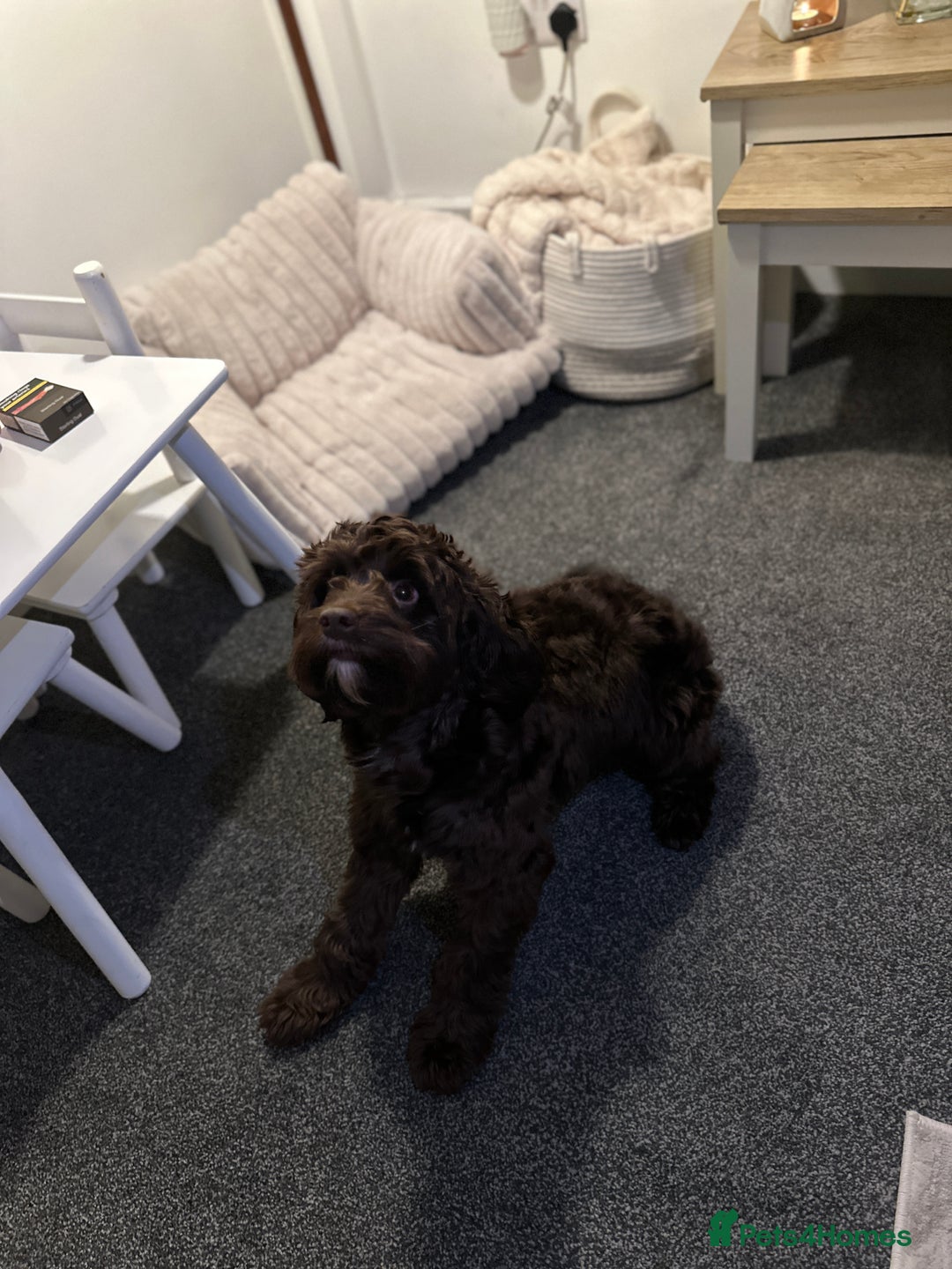 Cockapoo dogs for stud: 🐶 F1 Miniature Cockapoo Stud Available 🐶 - Advert 7