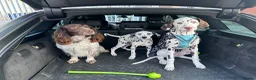 Dalmatian dogs for sale: Liver & white male puppy  in Hull - Advert 2