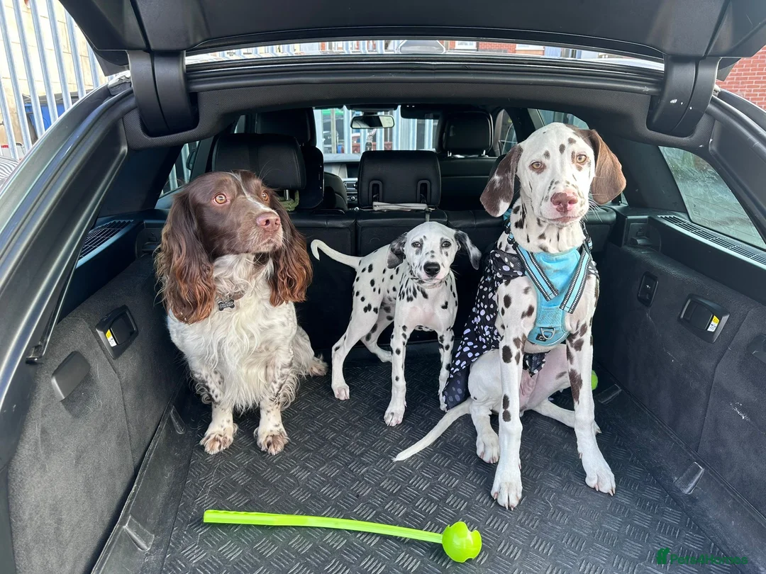 Dalmatian dogs for sale: Liver & white male puppy  in Hull - Advert 2