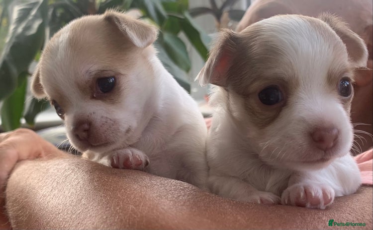 Chihuahua dogs - Advert 11