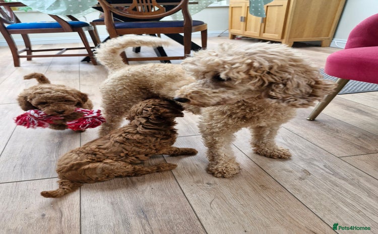 Miniature Poodle dogs - Advert 1