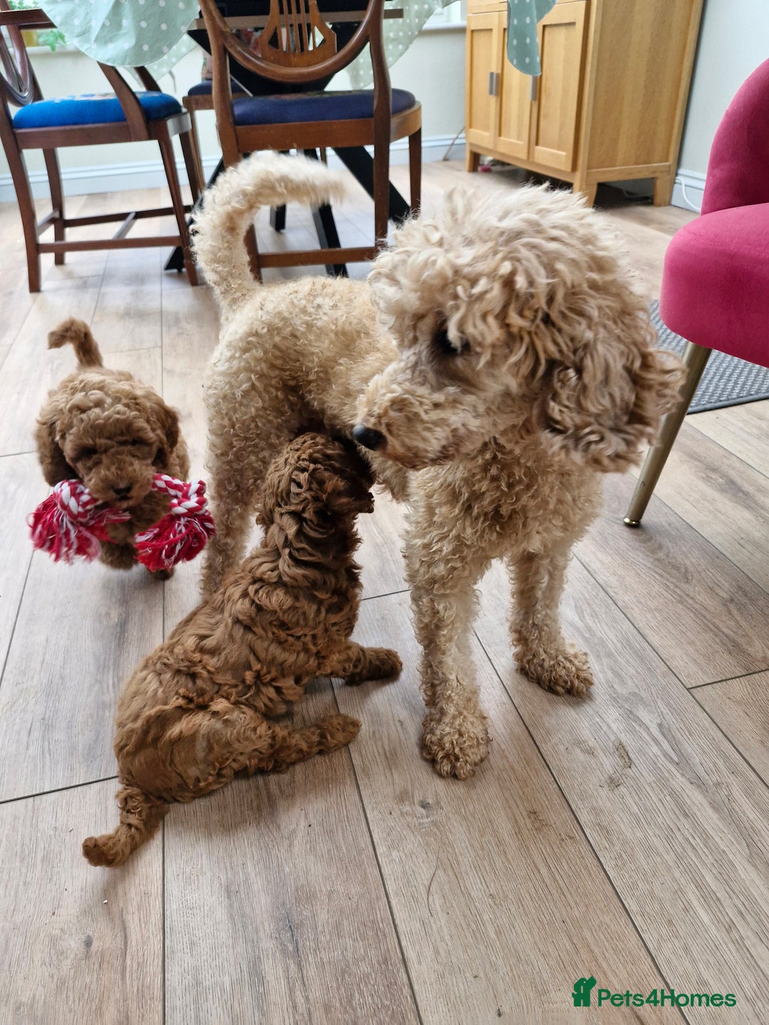 Miniature Poodle dogs for sale: Minature poodles for sale - Image 1