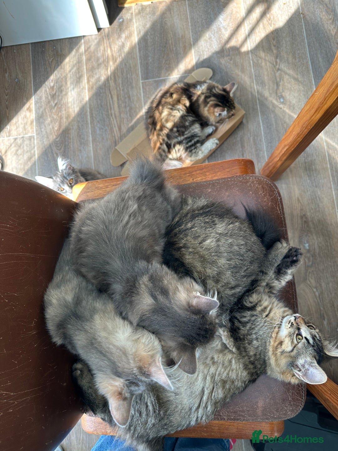 Kurilian Bobtail cats for sale: A new best friend for life - Image 4