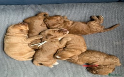 Cockapoo dogs for sale: 3 Stunning Dark Red Cockapoo Puppies - Image 18