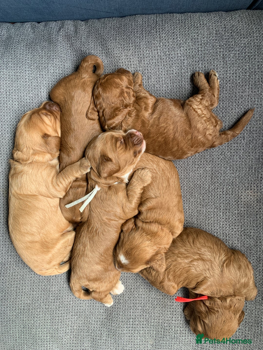 Cockapoo dogs for sale: 3 Stunning Dark Red Cockapoo Puppies - Image 18