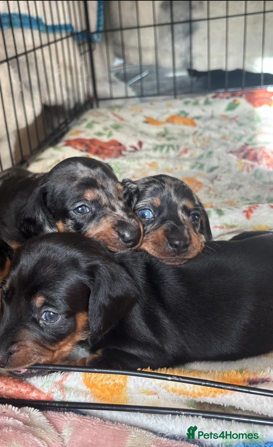 Miniature Dachshund dogs for sale: 3 stunning miniature dachshunds  - Advert 1