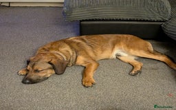 Mixed Breed dogs for sale: Malinois X springer spaniel 9 month old in Rotherham - Image 2