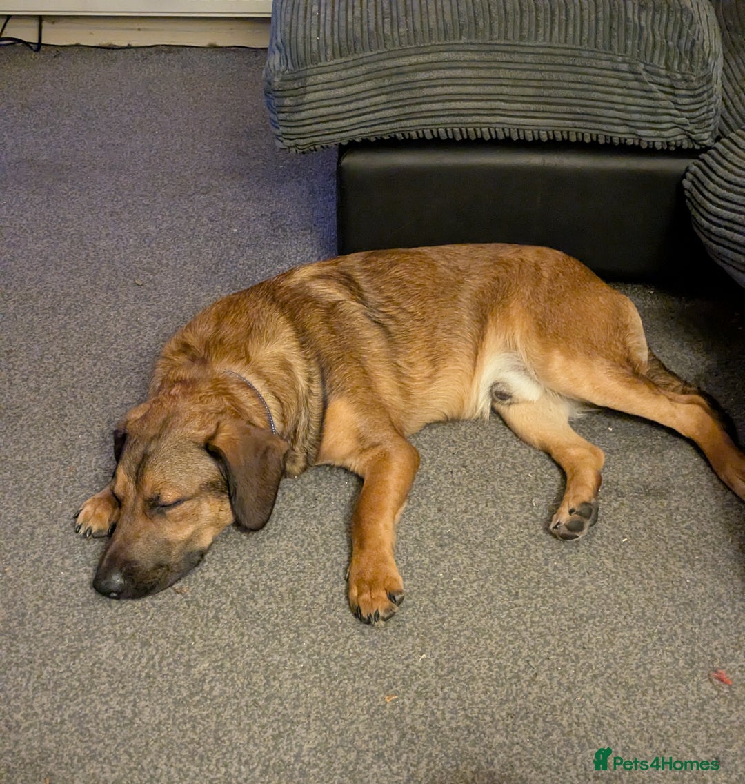 Mixed Breed dogs for sale: Malinois X springer spaniel 9 month old in Rotherham - Image 2