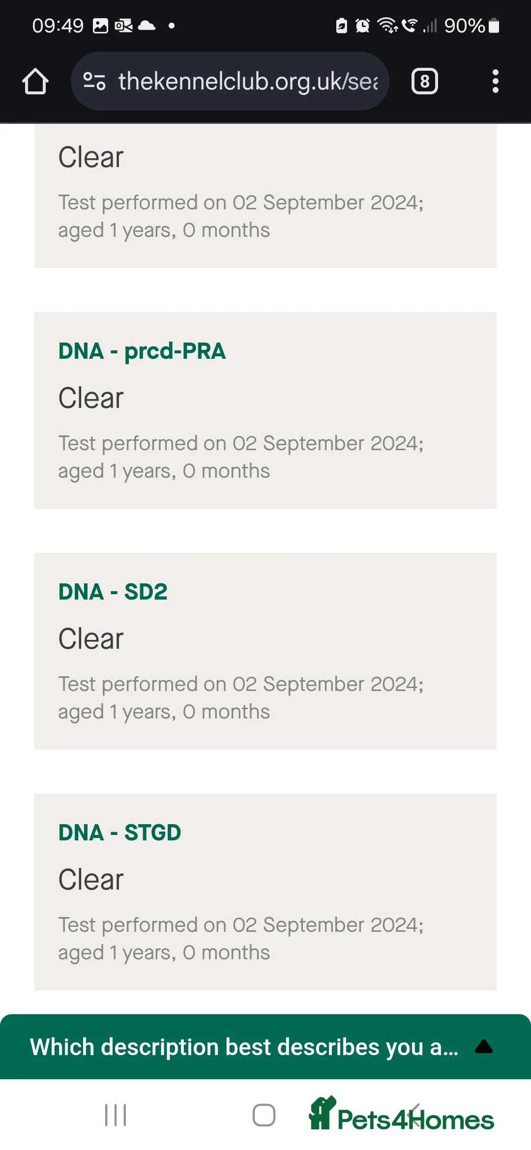 Labrador Retriever dogs for stud: Gorgeous Labrador retriever "PROVEN STUD" in Haddington - Advert 9