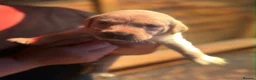 Labrador Retriever dogs for sale: Labrador puppies for sale  in Morpeth - Advert 11