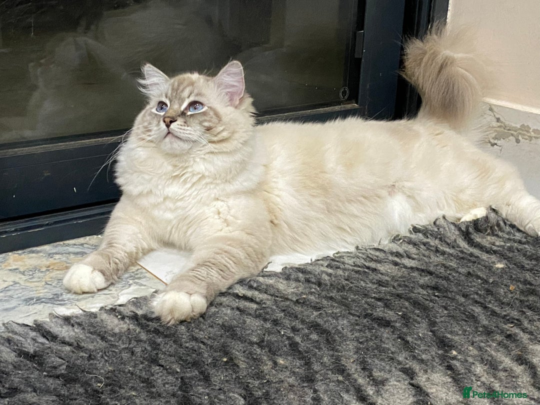 Ragdoll cats for sale: Blue Lynx TICA boy  - Image 20