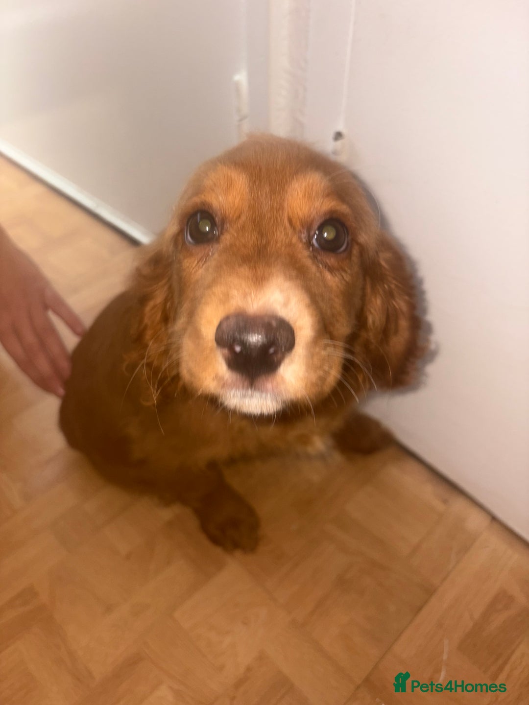 Cockapoo dogs for sale: 3 girl cockerspaniel/cockapoo pups left  - Image 6