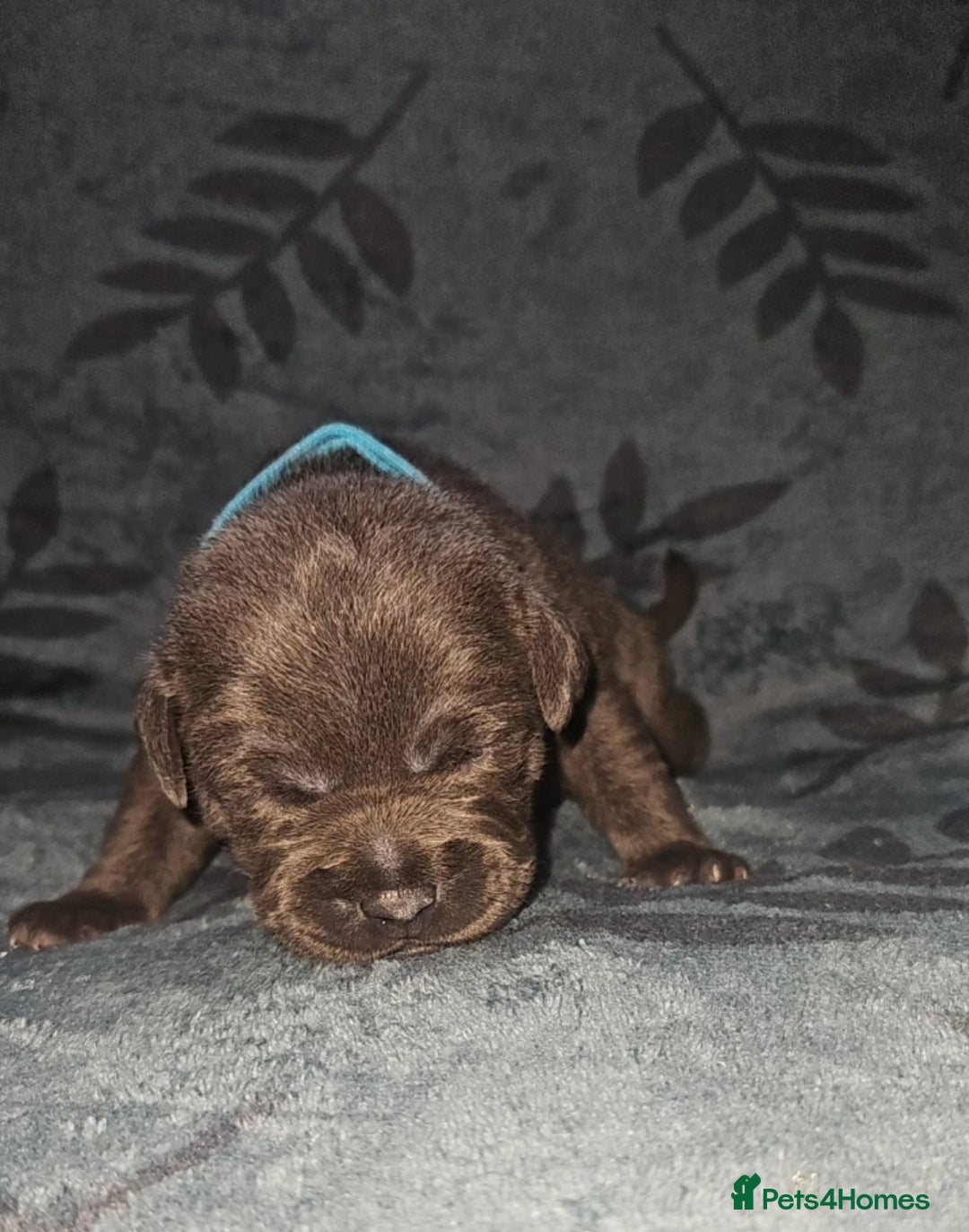 Staffordshire Bull Terrier dogs for sale: KC KING FURY X KASSIUS DAUGHTER PUPS  - Advert 26